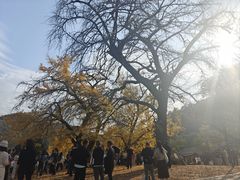 -千年银杏谷文化旅游区