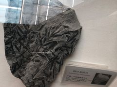 -辽宁古生物博物馆