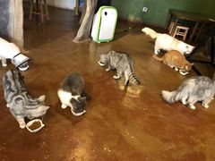 -猫猫幼稚园·撸猫·桌游·电玩