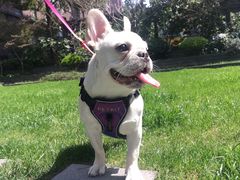 宠物寄养—大草坪遛弯儿-Oh My Dog宠物沙龙(伊珊娜皮毛护理店)