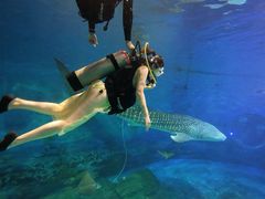 -烟台海昌鲸鲨海洋公园