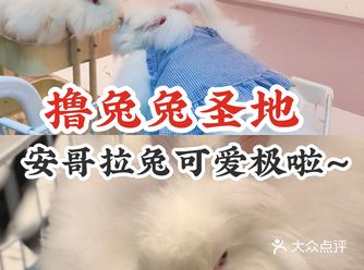 撸兔爱好者必来的小天堂