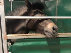 -李振强马术运动推广中心(南城店)