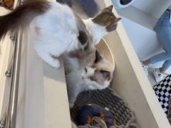 -怪兽屋·羊驼·猫咖·狗咖(俊华广场店)