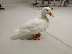 -怪兽屋·羊驼·猫咖·狗咖(俊华广场店)