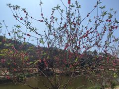 -南国桃园旅游度假区