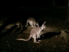 -清迈夜间动物园