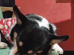 -猫色咖啡·猫咖
