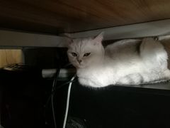 -青春加萌照相馆