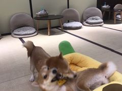 -逗柴咖啡屋·狗咖猫咖宠物桌游