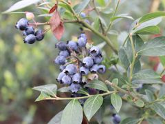 -金谷域澳洲庄园