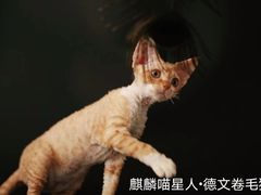 -70cat德文卷毛猫·缅因猫纯种猫舍