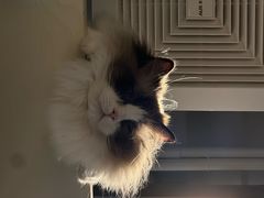 -琪喵猫屋·撸猫猫咖·猫舍