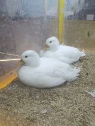 -神奇动物撸宠馆·羊驼·小浣熊·异宠(豫园店)