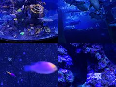 -成都浩海立方海洋公园