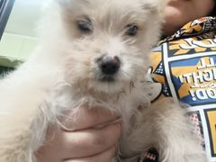 -艾贝尔宠物医院 ·内科全科(梁溪路店)