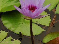-东莞植物园