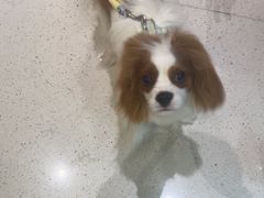 -帕帕拉兹宠物(亚洲旗舰店)