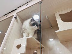 -当汪遇见喵宠物店