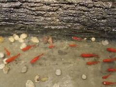 android_upload_pic-小科自助海鲜烧肉(高区店)