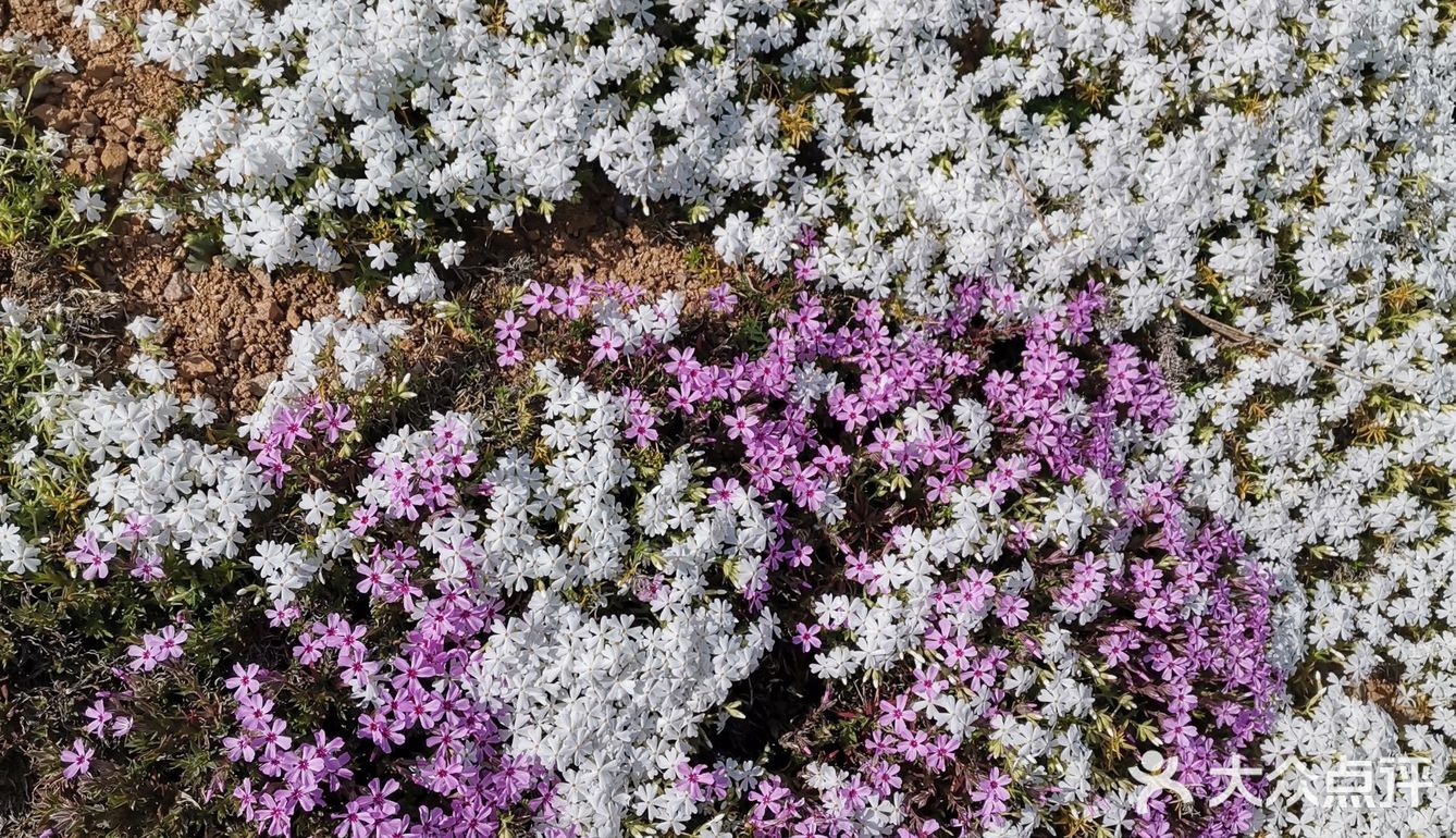 带着自己的家人去户外呼吸一下新鲜的空气