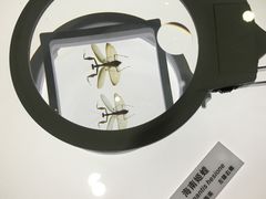 -上海昆虫博物馆