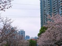 -西北湖绿化广场