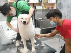 -酷豆宠物咖啡·宠物美食·撸猫馆