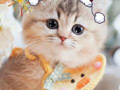 -欣宠猫屋·矮脚拿破仑·蓝金金渐层