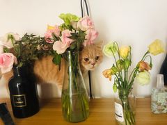 -芭比堂动物医院·24小时·眼科中心(深圳中心)