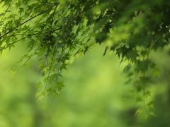-尚贤河湿地