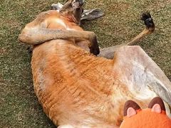 -泉州海丝野生动物世界