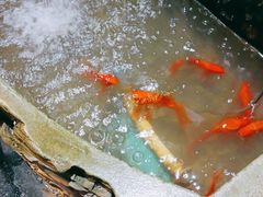 -大龙燚火锅(春熙店)