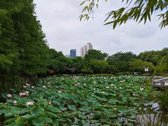 -金银湖国家城市湿地公园
