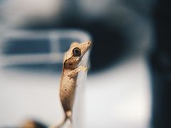 -酷以爬仙阁实体爬宠店·守宫·蜥蜴·专业繁育