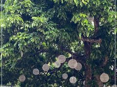 -泰堤坊(淡水体育馆店)