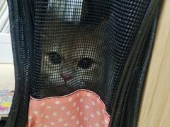 -爱侣宠医·鹦鹉专科·小型哺乳类·异宠专科(灵石路店)