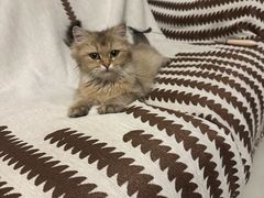 -心仪动物医院·牙专科·肿瘤·心脏科(西客站院)