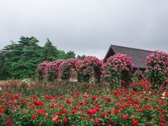 -上海滨江森林公园