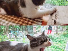 -海边的猫和咖啡馆