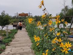 -西青郊野公园
