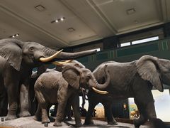 -美国自然历史博物馆