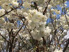 -天适樱花悠乐园