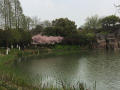 -青枫公园