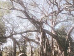 -瑞丽独树成林风景区