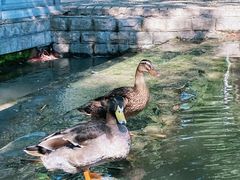 -洛阳市隋唐城遗址植物园