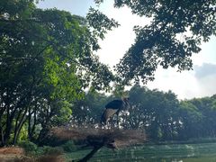 -广州长隆飞鸟乐园