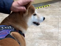 -美联众合动物医院·24h转诊中心
