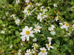 -光明小镇欢乐田园