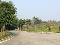 -紫颐香薰山谷景区